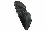 Partial Fossil Megalodon Tooth - South Carolina #300152-1